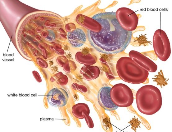 white blood cells